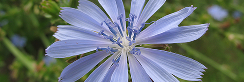 chicory.png